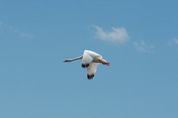 Aves de campo en su ambiente natural
