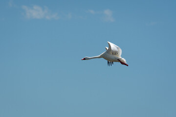 Aves de campo en su ambiente natural