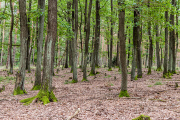 Oak forest in the Czech Republic