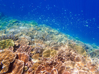 沖縄・宮古島の沖合、八重干瀬の美しいサンゴ礁