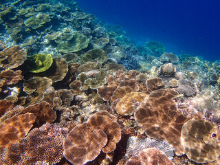 沖縄・宮古島の沖合、八重干瀬の美しいサンゴ礁