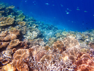 Naklejka na ściany i meble 沖縄・宮古島の沖合、八重干瀬の美しいサンゴ礁