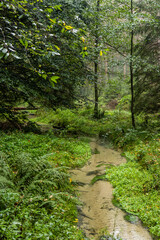 Fototapeta na wymiar Jetrichovicka Bela stream in the Czech Switzerland National Park, Czech Republic