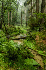 Jetrichovicka Bela stream in the Czech Switzerland National Park, Czech Republic