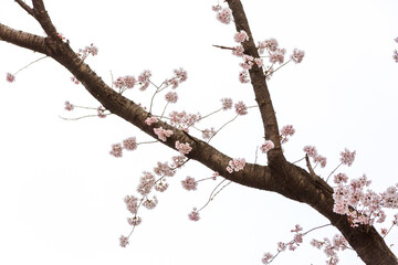 a spring scene with cherry blossoms in bloom