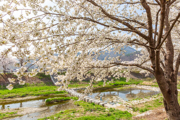 a spring scene with cherry blossoms in bloom