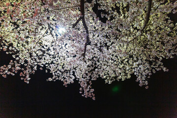 the night view of the cherry-blossom street
