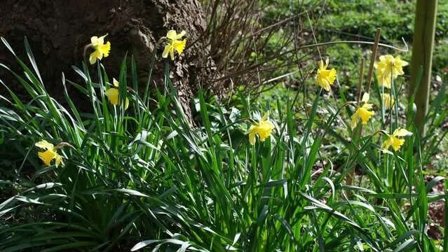 daffodils in woodland