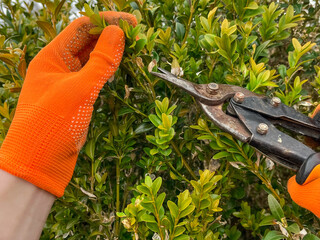A gardener is cutting and pruning a boxwood with garden shears. A gardener in orange gardening...