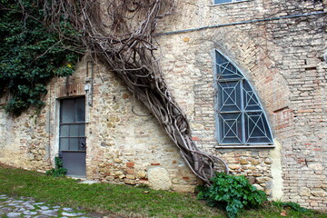 Tree on the Wall