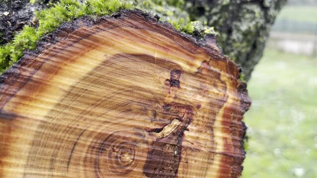 Old tree trunk in section, lots of brown circles of cut tree, wood texture of tree trunk during the wet day