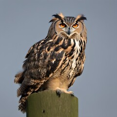 An Eagle Owl in a tree