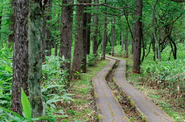 Obraz premium 栃木県那須連山の日の出平、南端白笠山の間にある沼ッ原湿原にあるハイキングコース