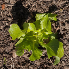 Jeune plant de salade après le repiquage
