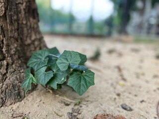 Root leaf grow on the sand under the giant
Tree
