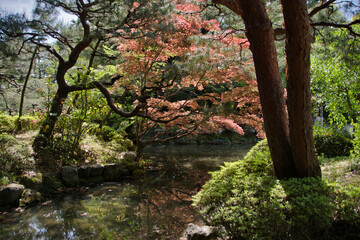 The Japanese garden and the pond.  Kyoto Japan 
