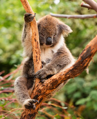 Koala on eucalyptus tree outdoor, Kangaroo Island, Australia.