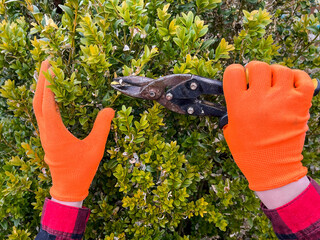 A gardener is cutting and pruning a boxwood with garden shears. A gardener in orange gardening...