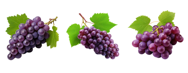 Set of grapes purple and leaves ivy transparent background.
