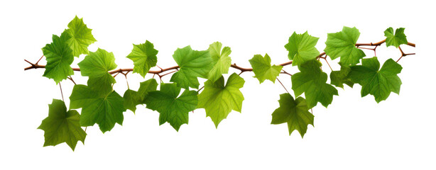 stem grape leaves vine branch climber green leaf transparent background - obrazy, fototapety, plakaty