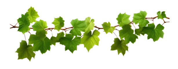 Fotobehang stem grape leaves vine branch climber green leaf transparent background © Jo