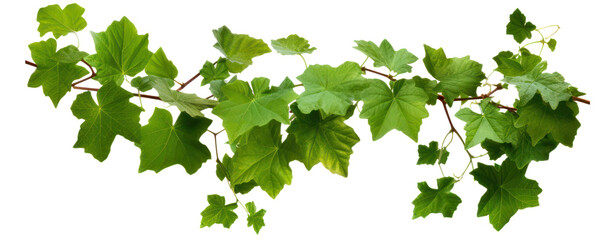 stem grape leaves vine branch climber green leaf transparent background - obrazy, fototapety, plakaty