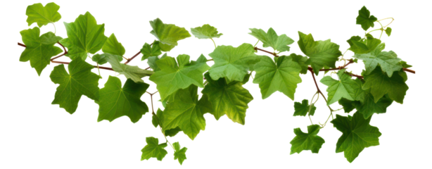 stem grape leaves vine branch climber green leaf transparent background