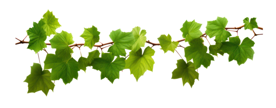 stem grape leaves vine branch climber green leaf transparent background
