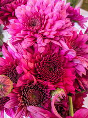 Dark Pink Hybrid Chrysanthemum Flowers. Dahlia, Vista Pinky