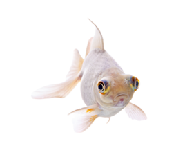 Gold fish transparent png