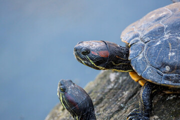 Fototapeta premium turtle 