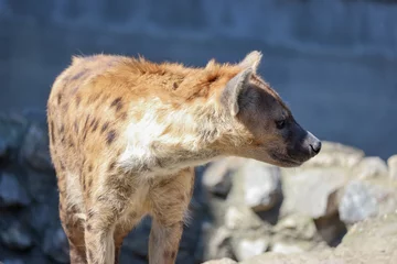 Tuinposter hyena  © Nikola
