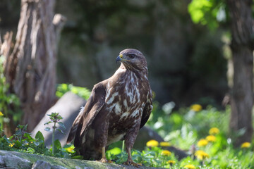 falcon