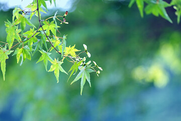 夏のもみじ。種もついている。秋には真っ赤に紅葉する。