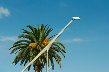 Urban Palms and modern street light