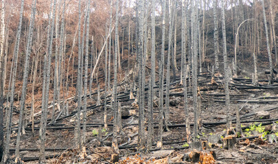 Burned forest after the 2022 wildfire in the Czech Switzerland National Park, Czech Republic