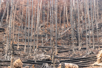 Burned forest after the 2022 wildfire in the Czech Switzerland National Park, Czech Republic