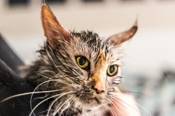 Young maine coon cat after its bath - 765777846