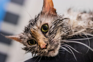 Young maine coon cat after its bath - 765778042