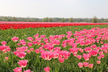 Schöne Landschaft mit Tulpenfeld mehrfarbig in Holland Noordwijk - 765778251