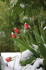 Wintereinbruch im Frühling verzaubert rote Tulpen mit Schnee - 765778864