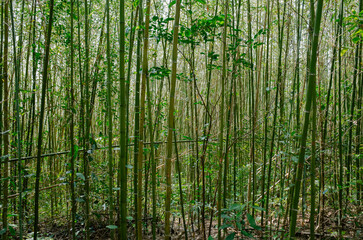 Obraz premium bamboo forest background