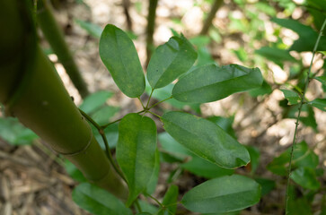 leaves on a tree