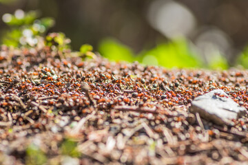 Ants nest. Fire ants crawling on the ant hill. Close up or macro shot of ants working on ground....