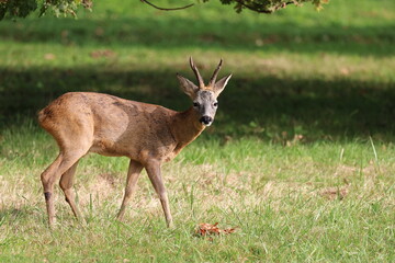 Biche dans les bois