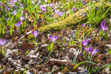 View of blooming spring flowers crocus growing in wildlife. Crocuses in the spring forest. Waking up nature. Primroses. Purple crocus growing in the forest clearing