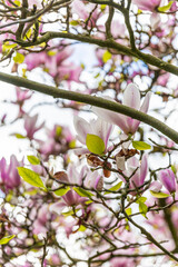 Spring flowers