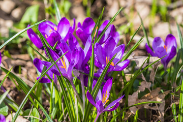View of blooming spring flowers crocus growing in wildlife. Crocuses in the spring forest. Waking...
