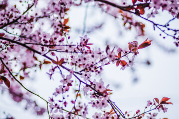 Branches of cherry blossoms on a sunny day with blue sky on background. Blooming delicate pink flowers in early spring Blut-Pflaume. Prunus cerasifera 'Nigra', Familie: Rosaceae.