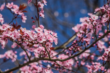 Branches of cherry blossoms on a sunny day with blue sky on background. Blooming delicate pink flowers in early spring Blut-Pflaume. Prunus cerasifera 'Nigra', Familie: Rosaceae.